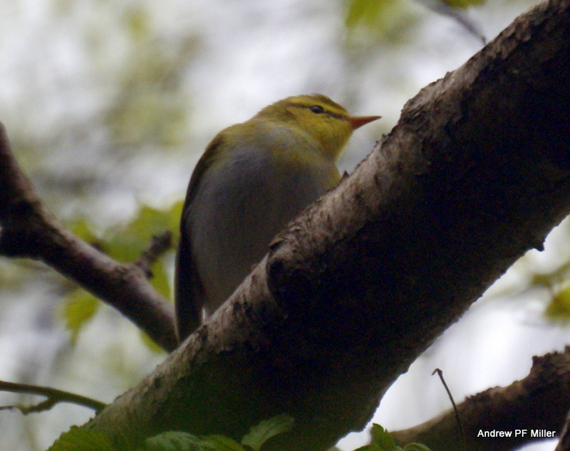 Wood Warbler
