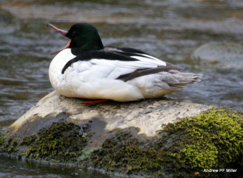Goosander