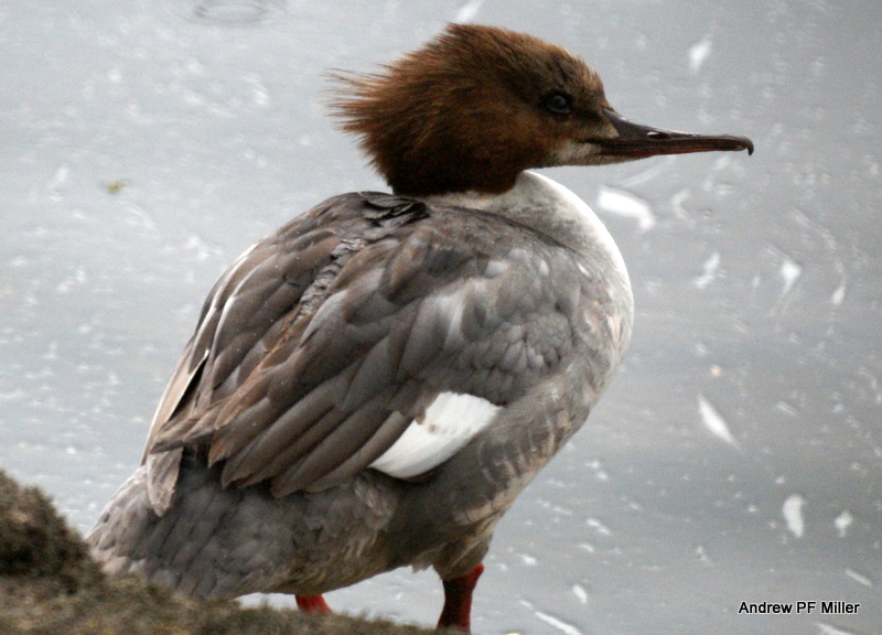 Goosander