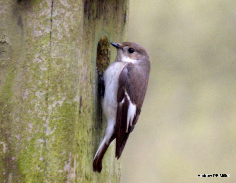 Pied Flycatcher