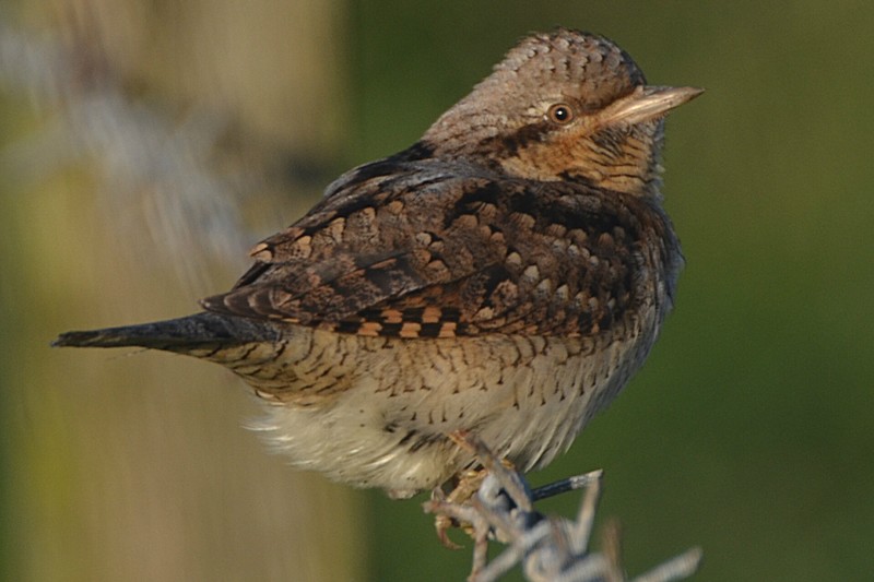 Wryneck