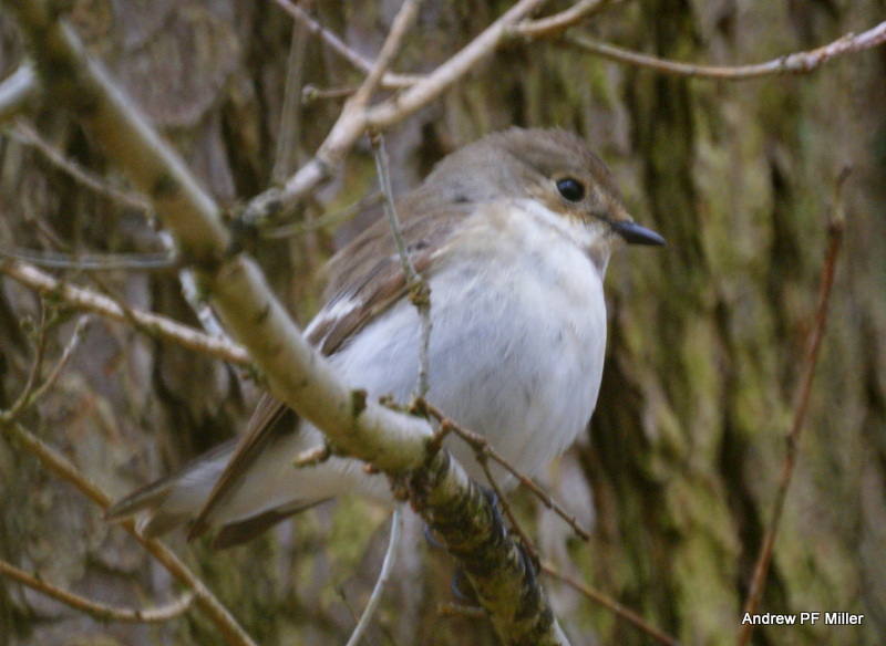 Pied Flycatcher