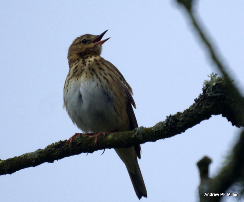 Tree Pipit