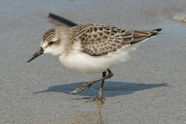Semipalmated Sandpiper