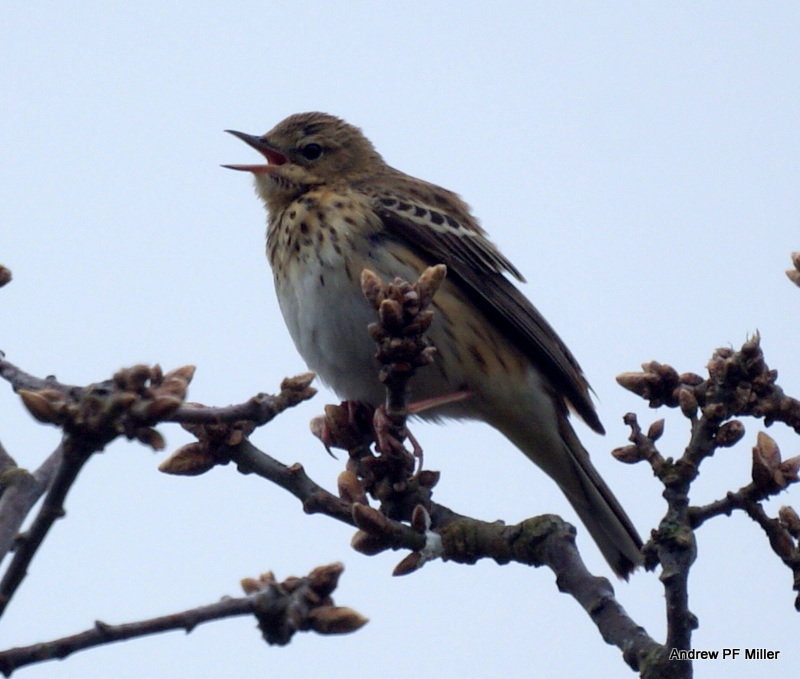 Tree Pipit
