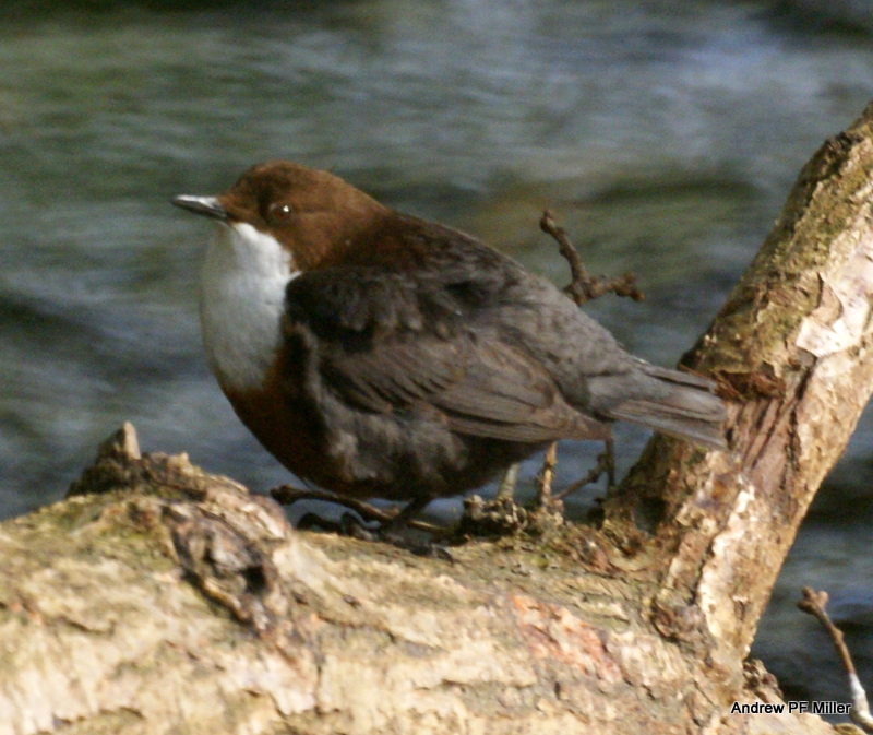 Dipper
