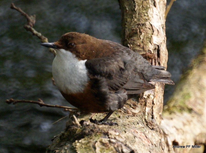 Dipper