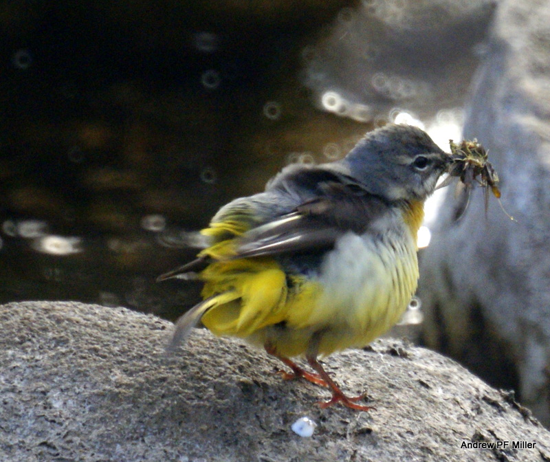 Grey Wagtail