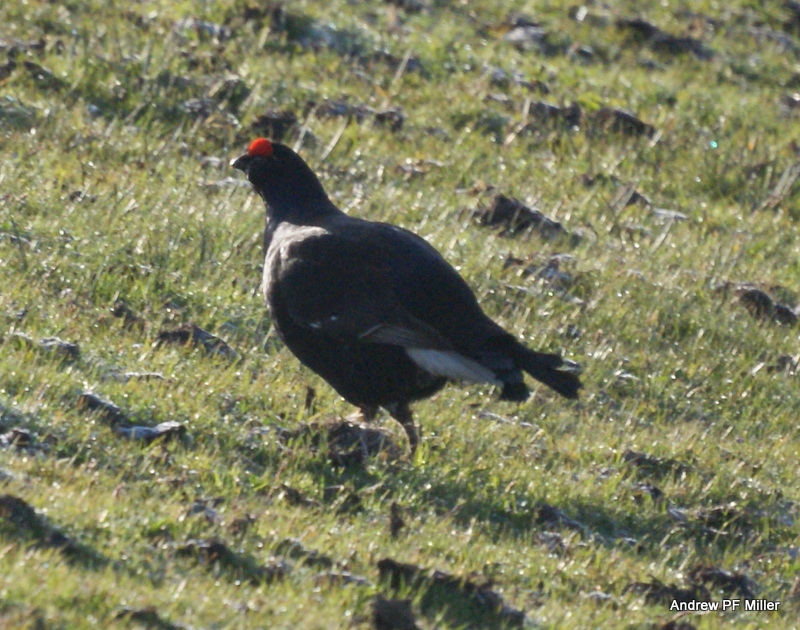 Black Grouse