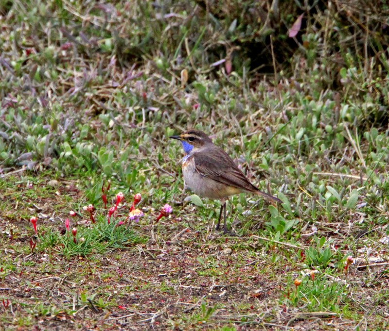 Red-spotted Bluethroat