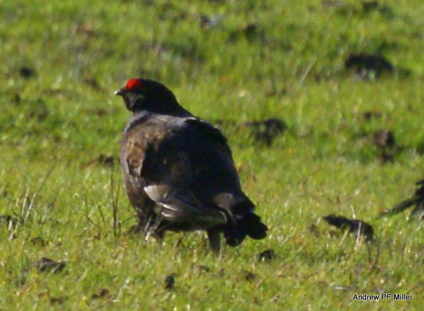 Black Grouse
