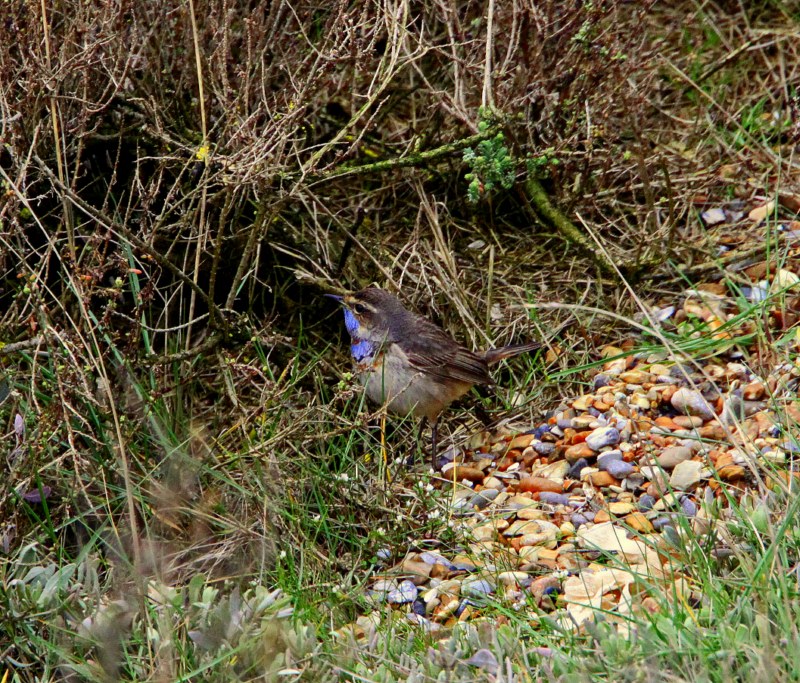 Red-spotted Bluethroat
