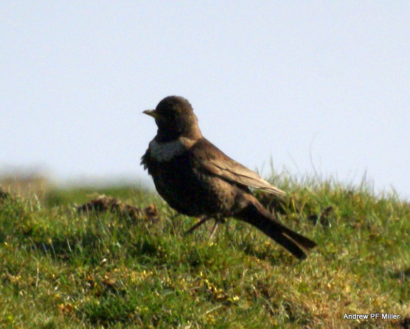 Ring Ouzel