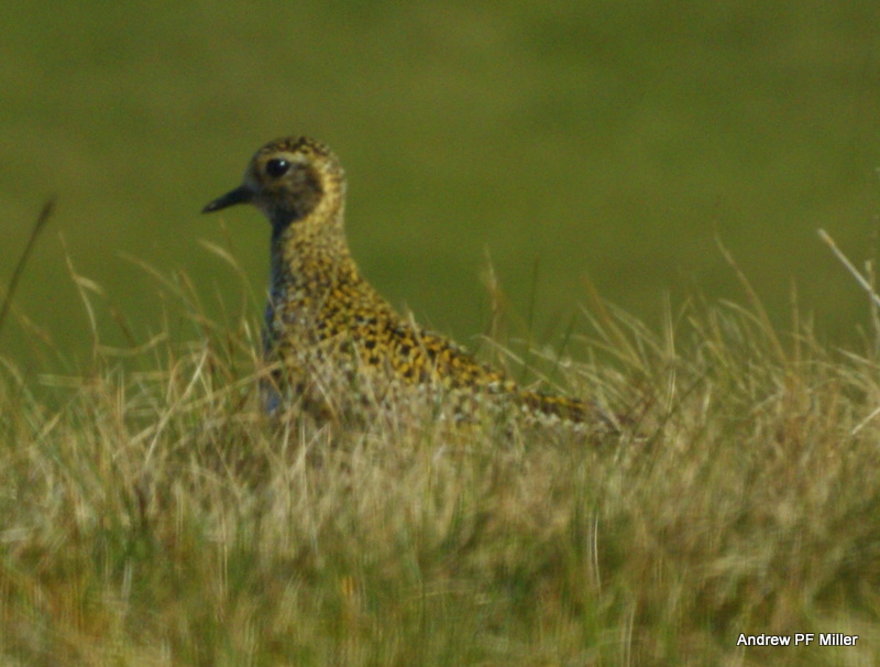 Golden Plover