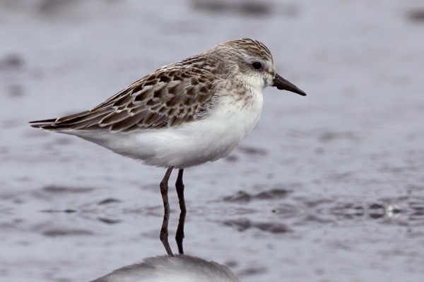 Semipalmated Sandpiper
