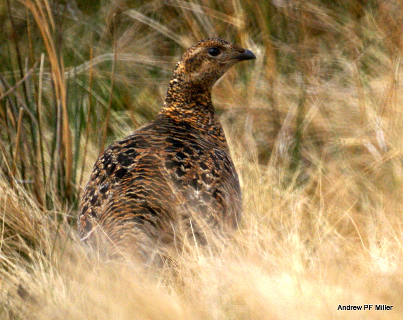 Red Grouse