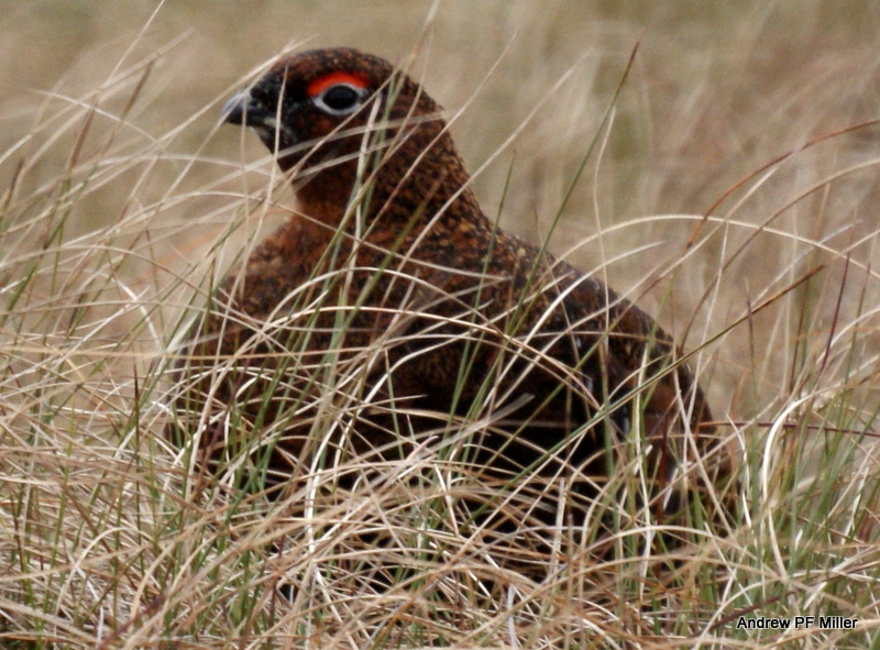 Red Grouse