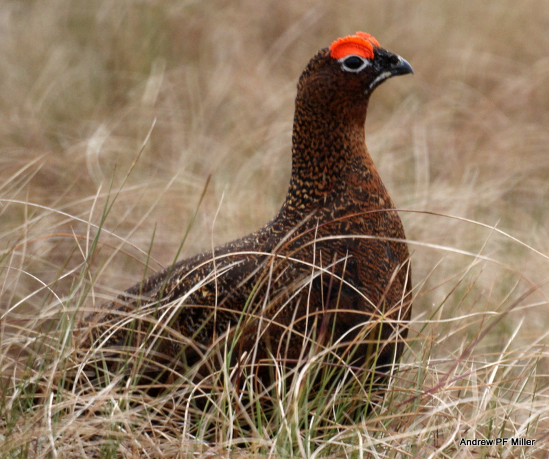 Red Grouse