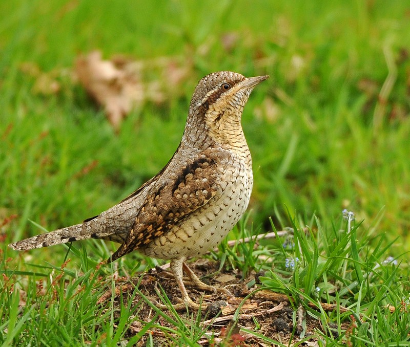 Wryneck