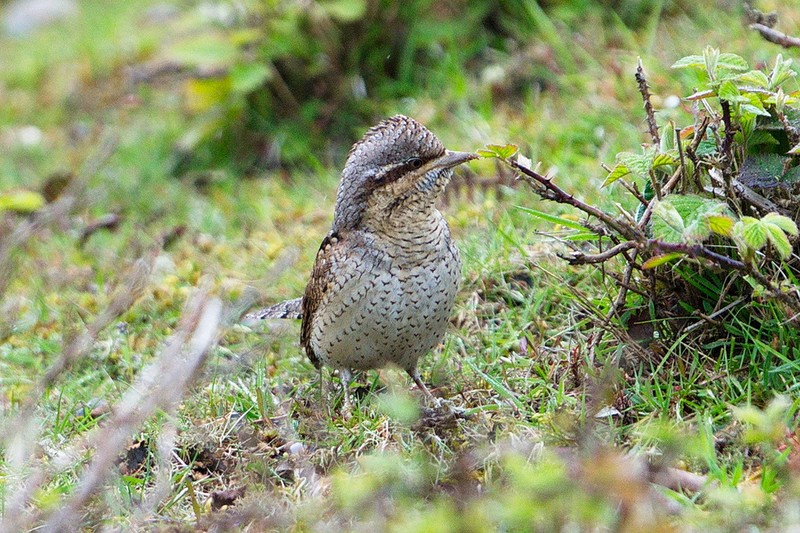 Wryneck
