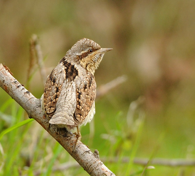 Wryneck