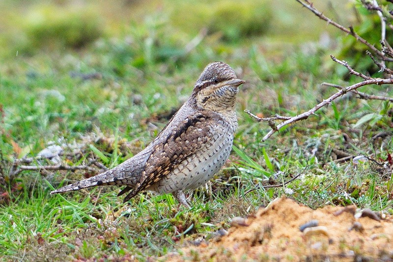 Wryneck
