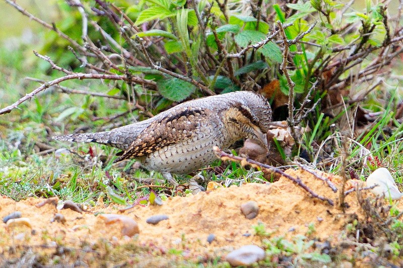 Wryneck