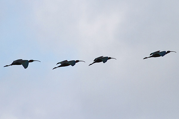 Glossy Ibis