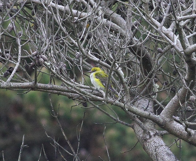Golden Oriole