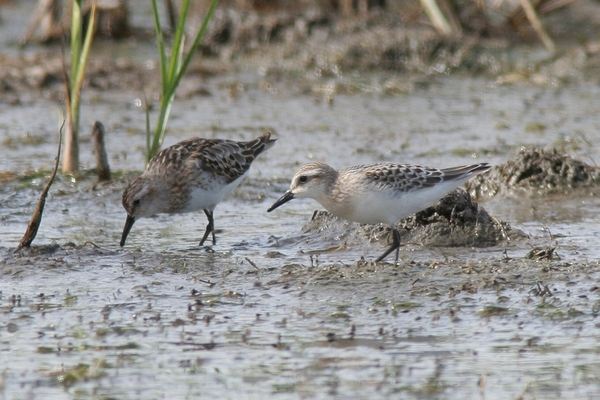 Semipalmated Sandpiper