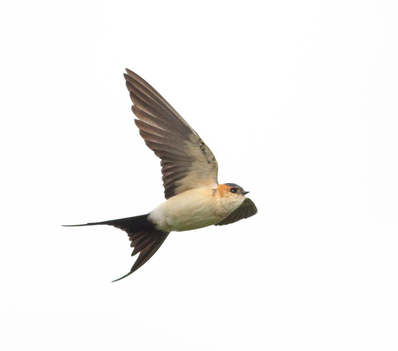 Red-rumped Swallow