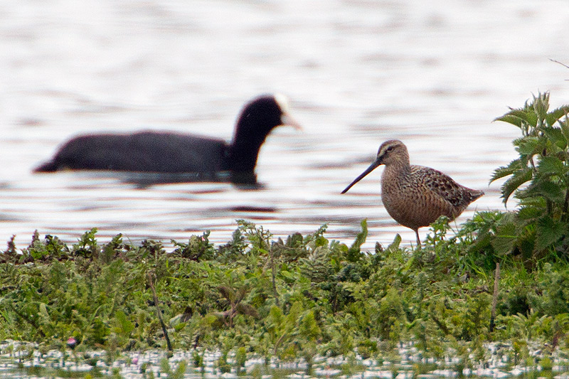 Long-billed Dowitcher