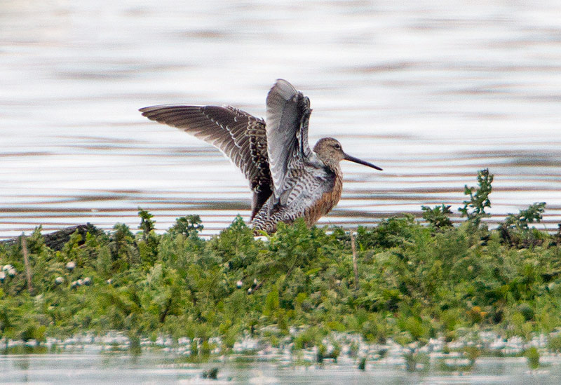 Long-billed Dowitcher