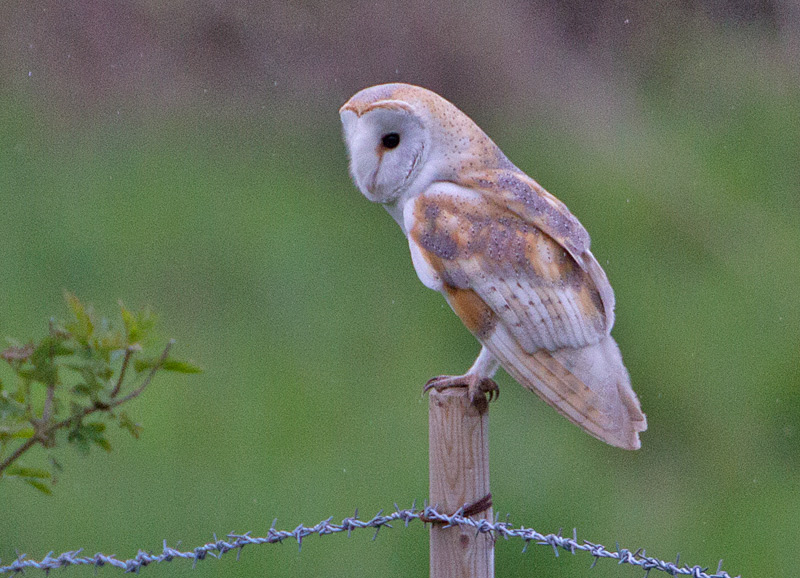 Barn Owl