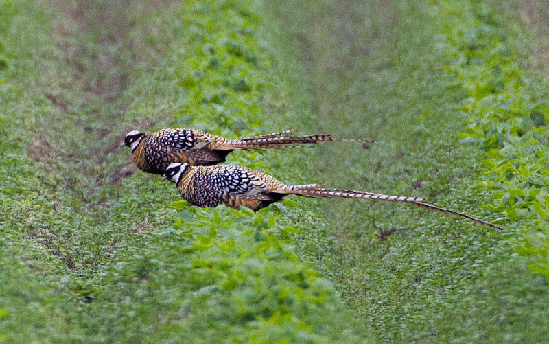 Reeves's Pheasant 