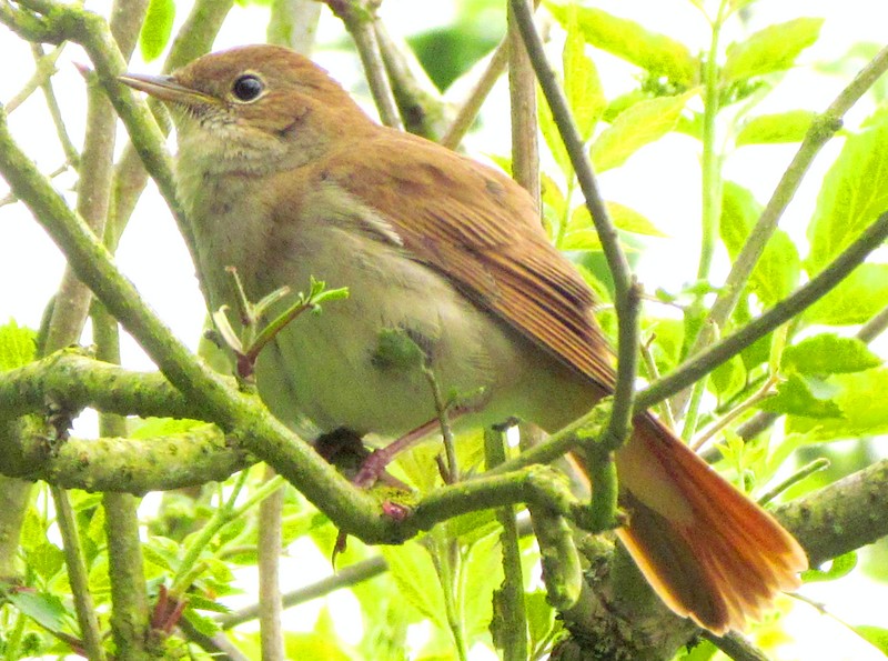 Nightingale