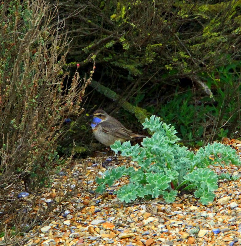 Red-spotted Bluethroat