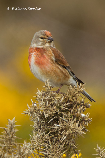 Linnet