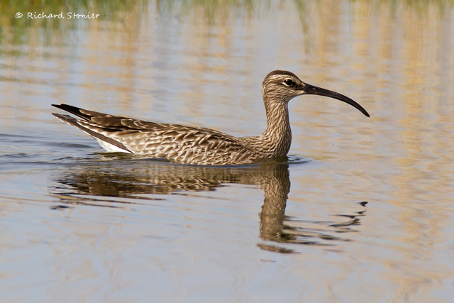 Whimbrel