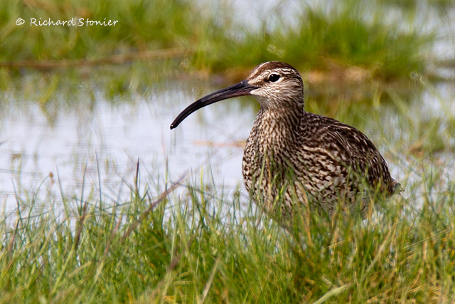 Whimbrel