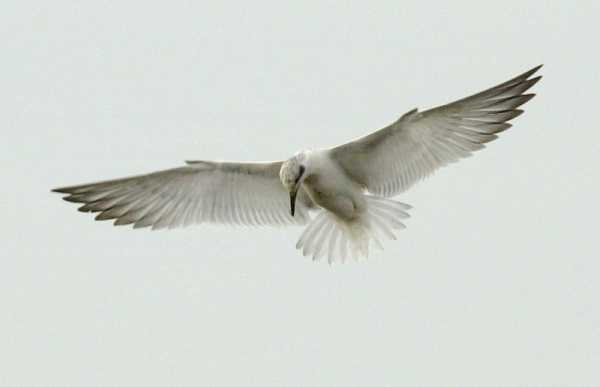 Gull-billed Tern