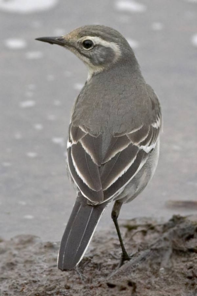 Citrine Wagtail
