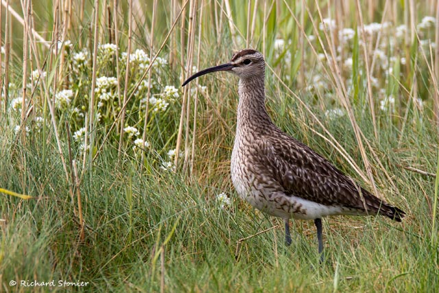 Whimbrel