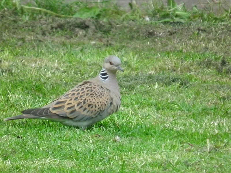 Turtle Dove