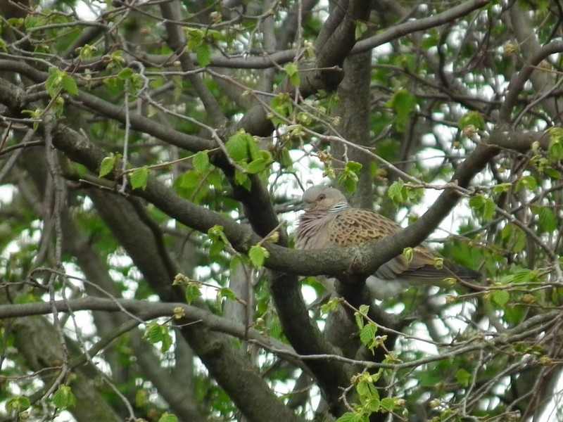 Turtle Dove