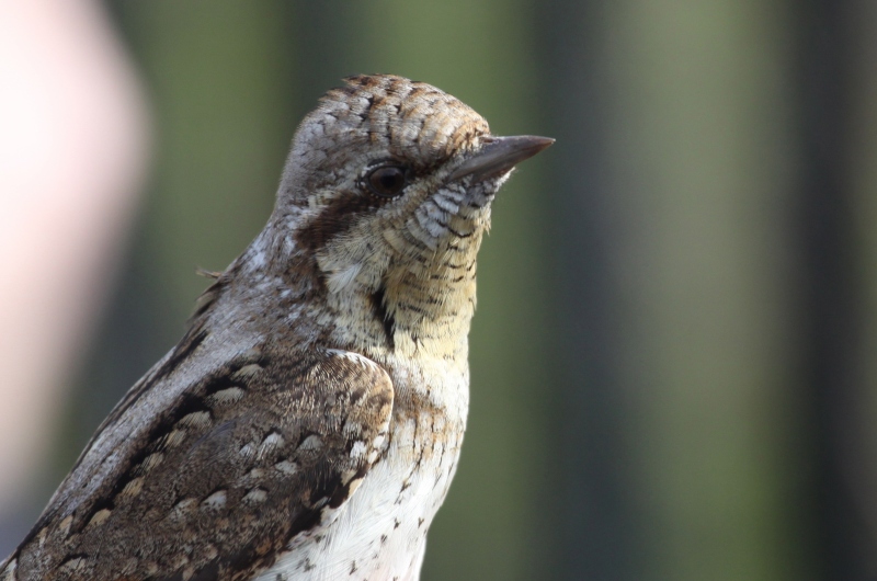 Wryneck