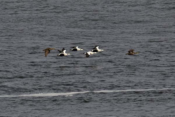 Eider