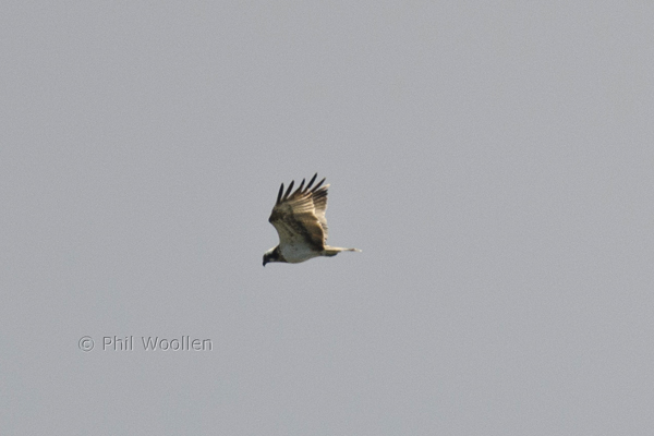 Osprey