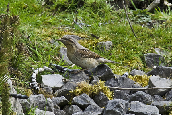 Wryneck