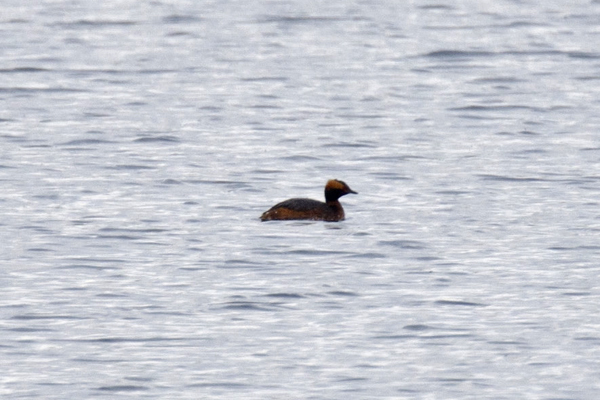 Slavonian Grebe